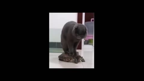 Cheeky Cat riding a turtle