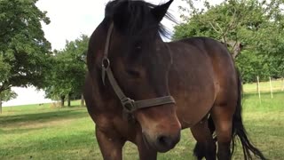 Horse Trying To Avoid Group Of Flies In Farm Area