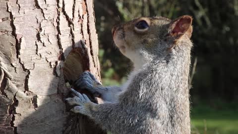Squirrel eating from the hollow of a tree in an amazing view