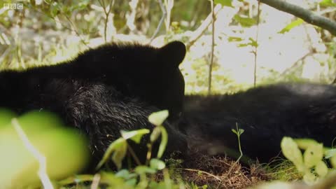 Mother Bear Charges at Gordon | BBC Earth