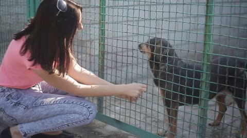 Girl volunteer in the nursery for dogs. Shelter for stray dogs