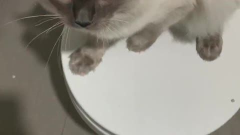 Cat Won't Let Friend Use the Toilet