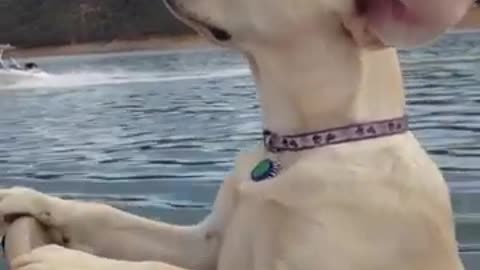 CUTE DOGS on Boats - Dogs are the best FUNNY