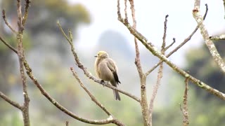 Watch the lovely yellow and white Ave sparrow in the tree branches in the morning, it's really fun