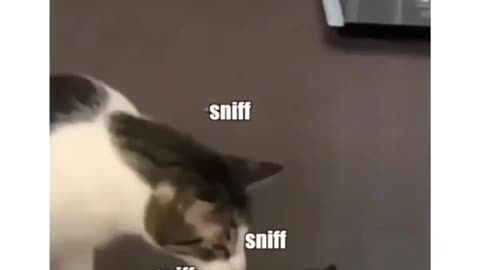 Funny & cute cats talk to each other