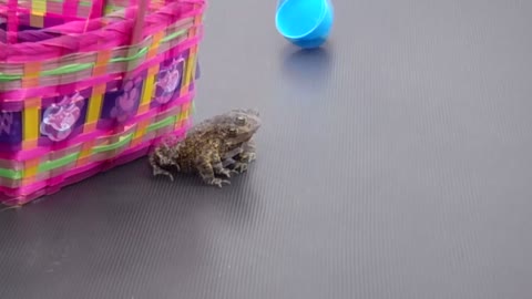 Frog Hops Out Of Easter Egg