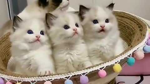 Cats Are Crazy😹-Funny And Cute Cat Videos 2021 | ANIMALSAWW