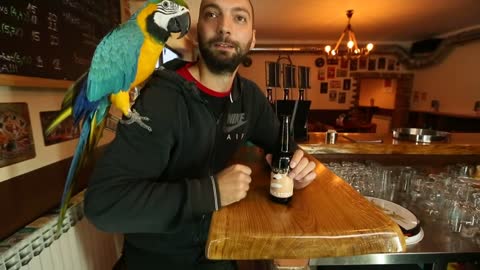 SUPER STRONG Parrot pull up beer bottles with his beak 😁😁😁