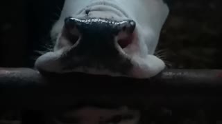 Incredible adorable calf decides to lick her gate