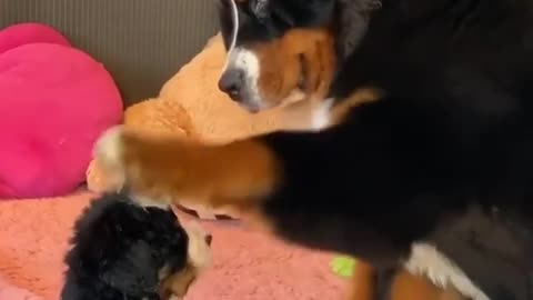 Big dog taking care of his baby dog 🐕