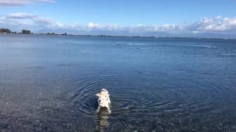 Dog overcomes fear of water