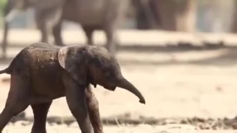 New born elephant baby- love animals