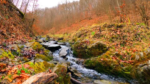 Colorful Time Lapse Fall Video of a River in The Forest