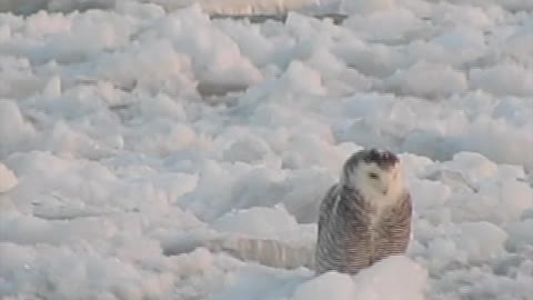 Snowy Owl Perched on Flowing Ice