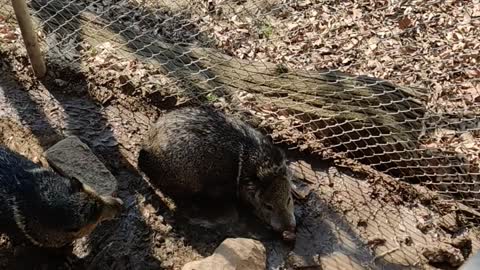 A hog rolling in mud