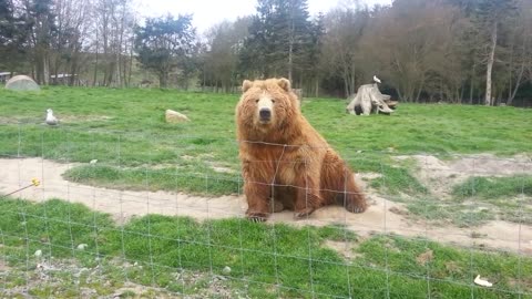 Bear waving