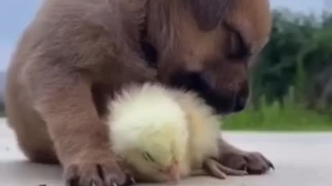 Sleeping puppy and duckling