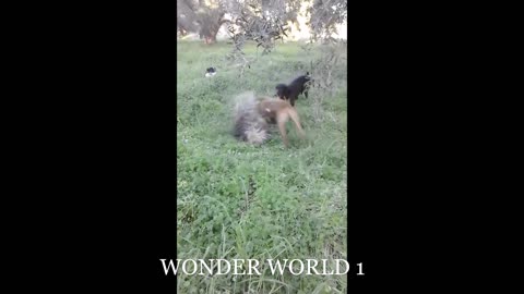 Strange Porcupine Fight With Dogs And Won
