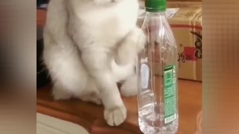Lovely Cat funny videos