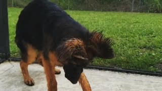 German Shepherd Quenches Thirst in Slow Motion