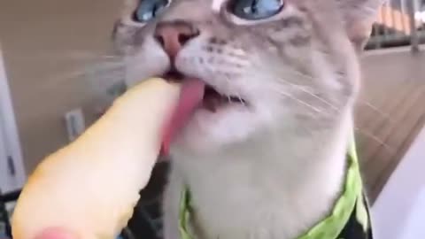 ASMR - CATS EATING FOOD