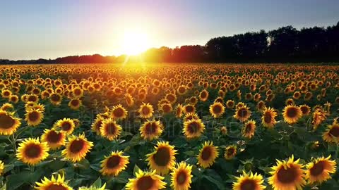 Drone video of sunflower field in a beautiful evening sunset.