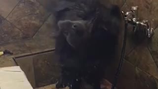 Slowmo black wet dog shakes off in shower