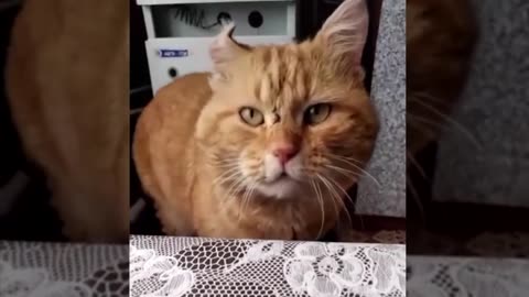 The cat sings a song with the owner.