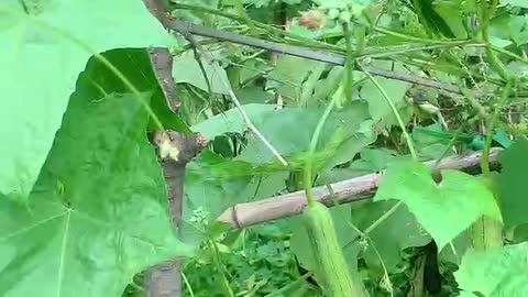 The loofah has already fruited, and there are still many loofah flowers