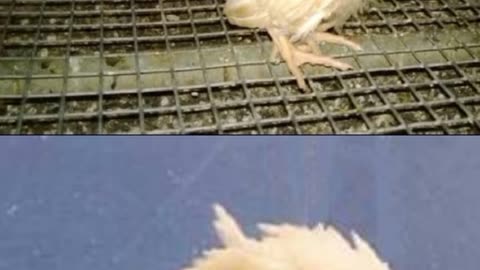 infectious bursal disease in poultry