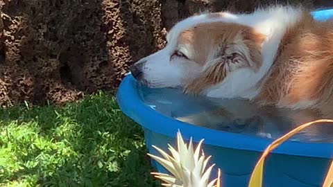 Our Dog in his Kiddie Pool