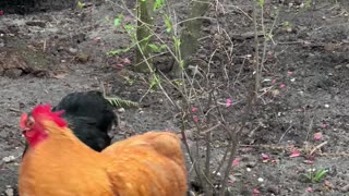 Rooster Picks Flowers For Hen
