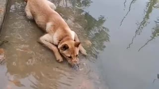 Cute dog drinking like a boss