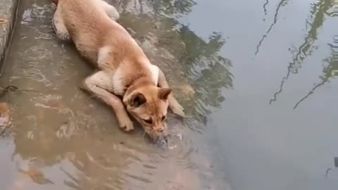 Cute dog drinking like a boss