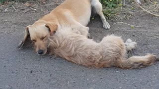 This Stray Puppy Lost His Partner