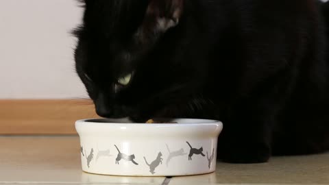 feed bowl