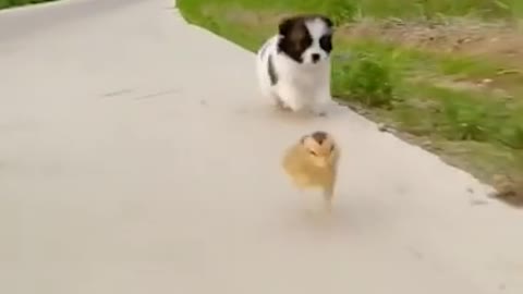 Little dog playing with little chick is very interesting and fun