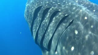 Swimming with the biggest fish in the world!!!