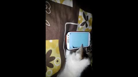 Brazilian kitten trying to catch virtual ants (2014) part 2