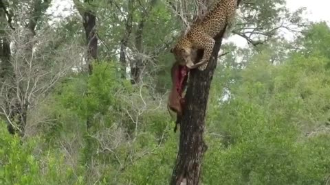 Strong Leopard Carries Deer Carcass Down From Treetops