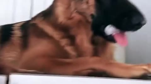Adorable fringe dog likes ice cubes
