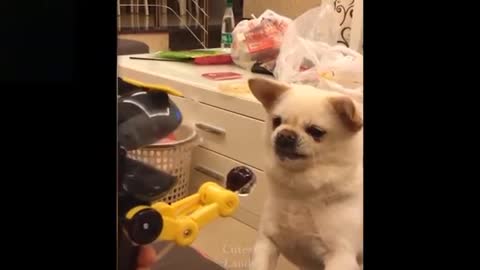 Funny Animals Try Not To Laugh