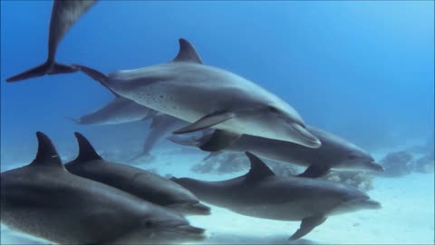 Group Of Dolphins Dive In Family Mode Under Water