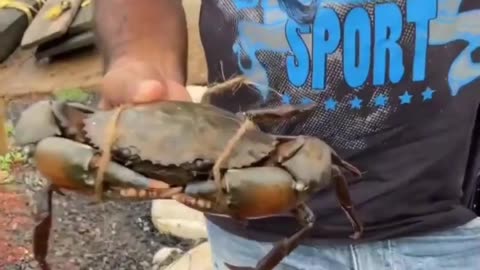 Crab Catching ... mud crab... चिंबोरी पकडणे ... How to crab catching using trap... #fishing #shorts