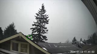Tall Tree Crashes On Oregon House