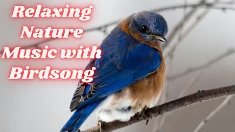 8 HOURS of Relaxing Nature Music with Birdsong Meditation, Work, Study, Sleep, Relaxation