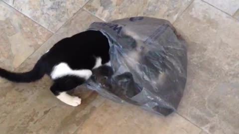 Curious cat trash bag runs off