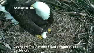 Bald eagle coddles unhatched eggs