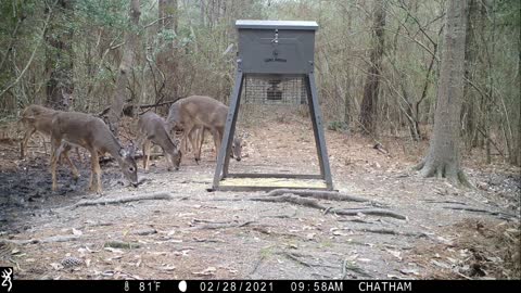 Bobcat and Friends
