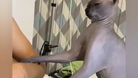 OMG 😂Cute Cats Doing Funny Things 😍 Funniest Cats Video 😍 Cute Cats #cats #cute #funny #shorts #27